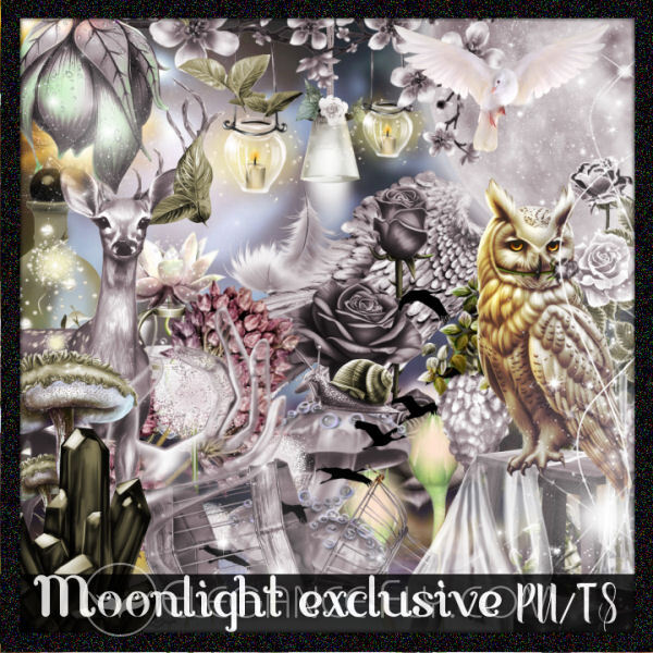 PGD_MOONLIGHTEXCLUSIVE3.jpg